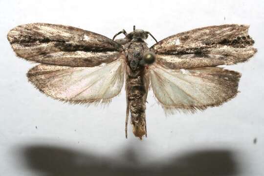 Image of Ethmia nigritaenia Powell 1973