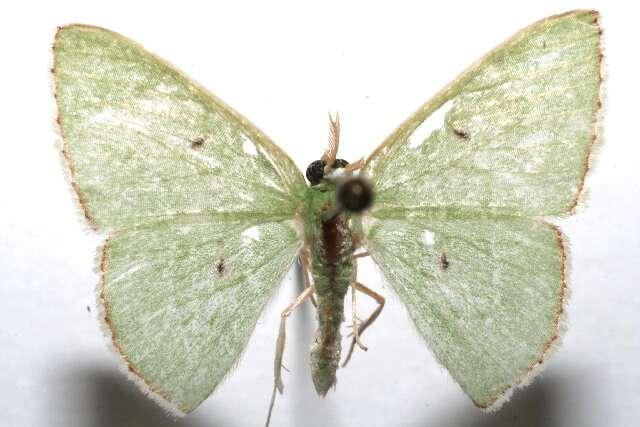 Image of Lissochlora freddyi Pitkin 1993