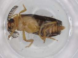 Image of Rhagophthalmidae