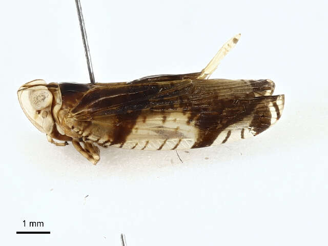 Image of Lophopidae