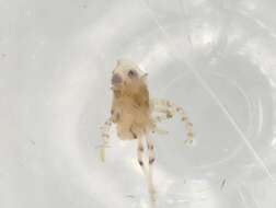 Image of Lophopidae