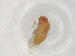 Image of Scaptodrosophila