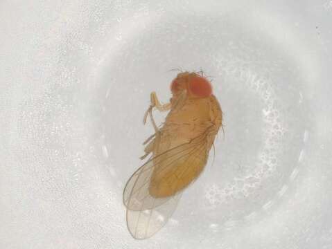 Imagem de Scaptodrosophila