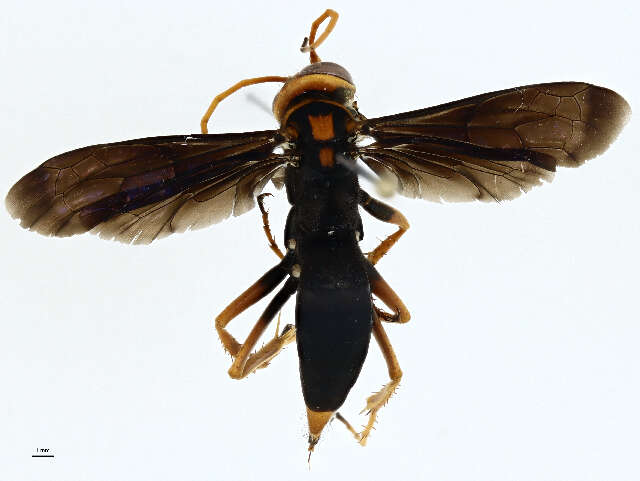 Image of Batozonellus