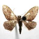 Image of Idaea