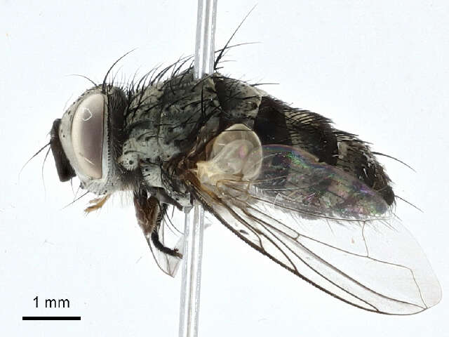Image of 刺腹寄蝇属