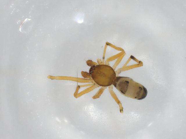 صورة Coleosoma