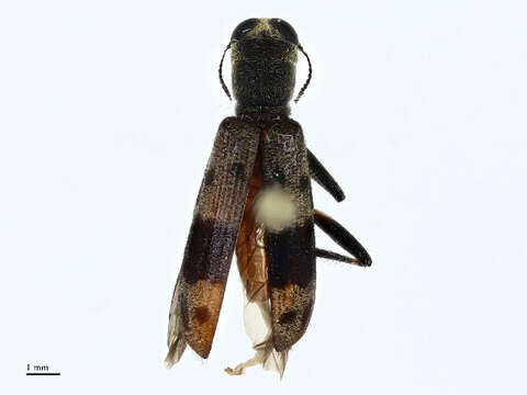 Image of Clerinae