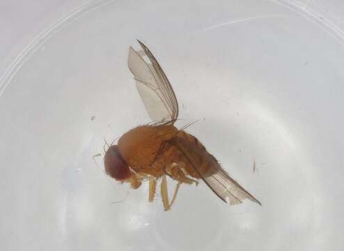 Imagem de Scaptodrosophila