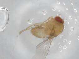 Imagem de Scaptodrosophila