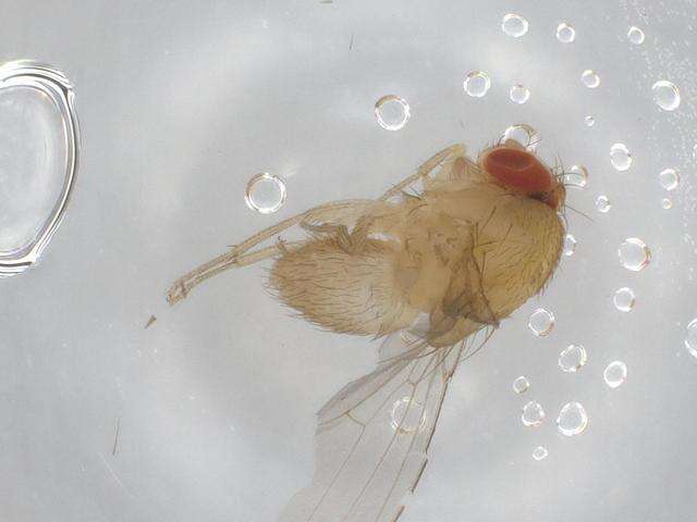 Слика од Scaptodrosophila