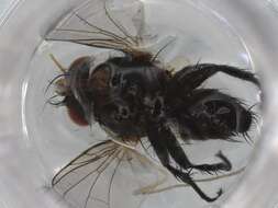 Image of 刺腹寄蝇属