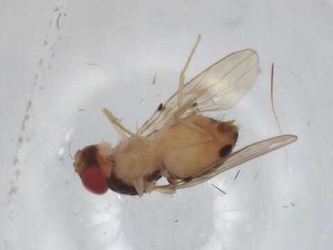 Image of Mycodrosophila