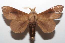 Image of lappet moths