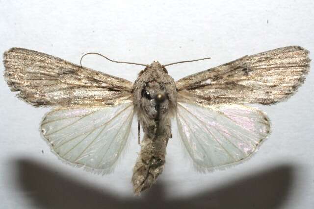 Image of Gray-streaked Armywom Moth