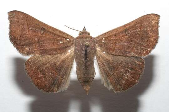 Image of Epidromia pannosa Guenée 1852