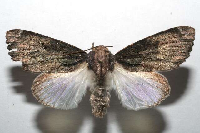 Image of Dypterygia dolens Druce 1909