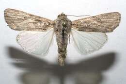 Image of Gray-streaked Armywom Moth