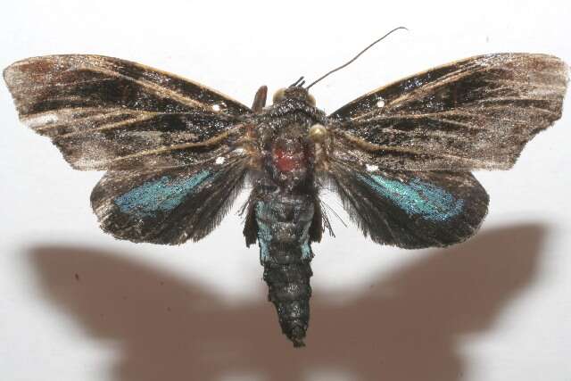 Imagem de Vespola plumipes Schaus 1912