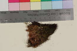 Image of cinclidium moss