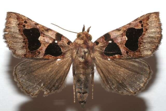 Imagem de Athyrma adjutrix Stoll 1780