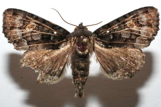 Image of Cropia hadenoides Walker 1857