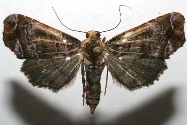 Imagem de <i>Cecharismena melicerta</i>