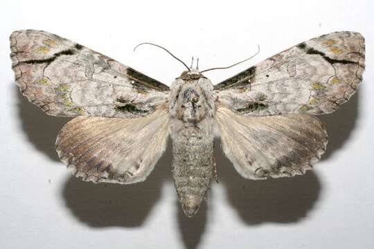 Image of Boryzops purissima Dyar 1911