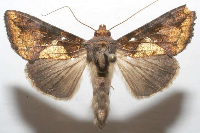 Image de Argyrogramma