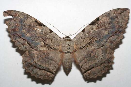 Image of Owl Moth