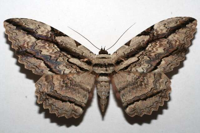 Image of Owl Moth