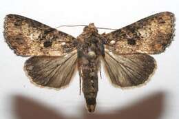 Image of <i>Condica samula</i>