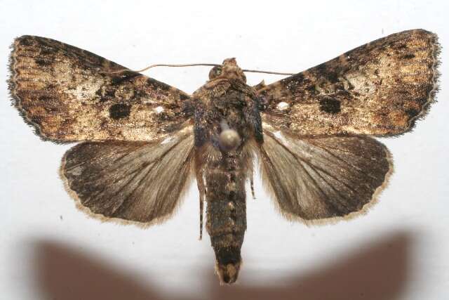 Image of <i>Condica samula</i>