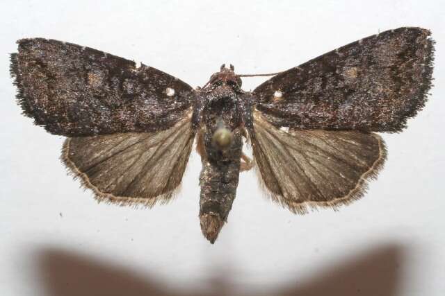 Image of Ogdoconta cymographa Hampson 1910