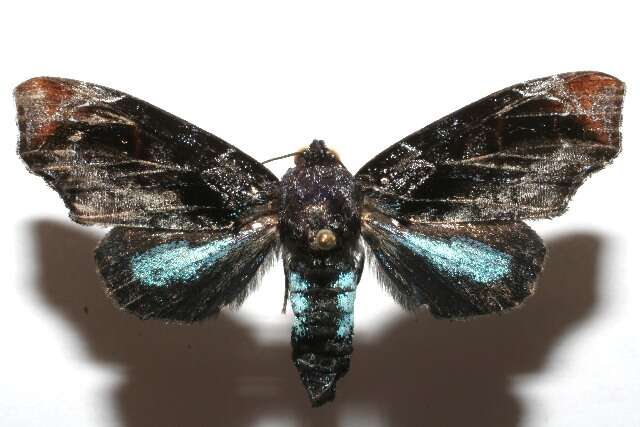 Imagem de Vespola plumipes Schaus 1912