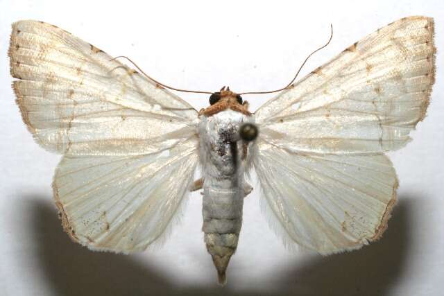 Image of Eulepidotis deiliniaria Hampson 1926