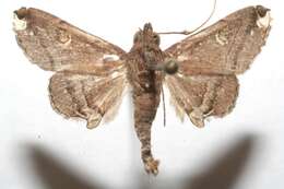 Image of Tarista albiapicalis Schaus 1916