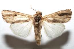 Image of Southern Armyworm Moth