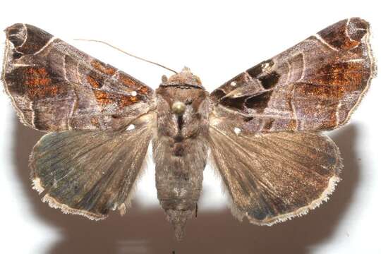 Image of Calyptis idonea Stoll 1780