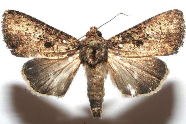 Image of <i>Condica samula</i>