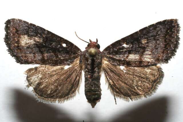 Image of Ogdoconta cymographa Hampson 1910