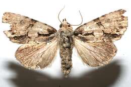 Image of Dypterygiini