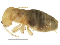 Archotermopsidae的圖片