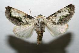 Image of Hoplotarache viridifera Hampson 1910