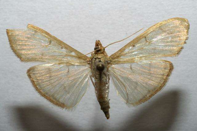 Image of The Alamo Moth