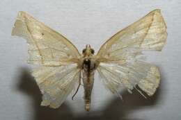 Image of Sicya aurunca Druce 1892
