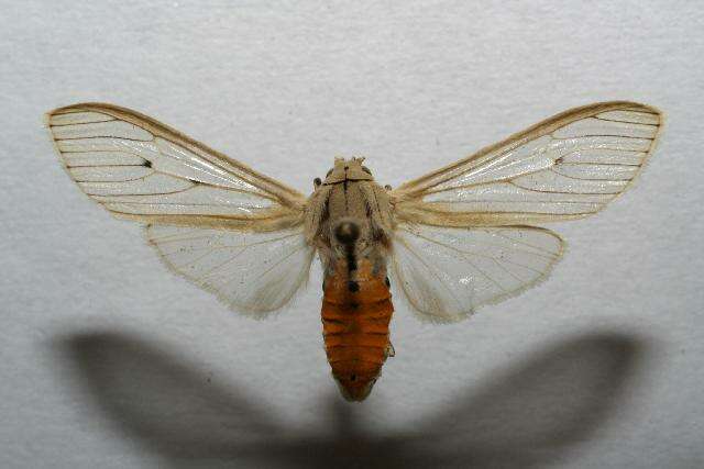 Agaraea semivitrea Rothschild 1909 resmi