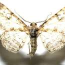 صورة <i>Iridopsis lurida</i>