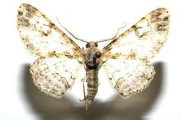 صورة <i>Iridopsis lurida</i>