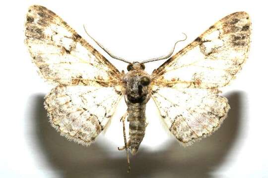 صورة <i>Iridopsis lurida</i>